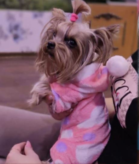 Dog Pajamas