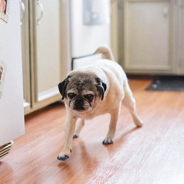 Toe Grips For Dogs