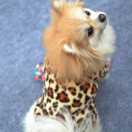 Colourful Fleece Clothes For Dogs