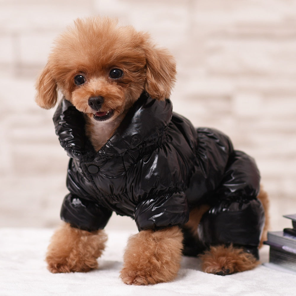 Warm & Shiny Jacket for Dogs