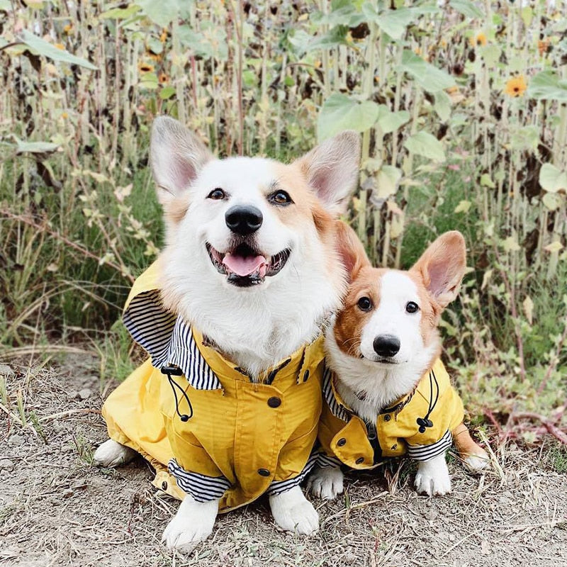 Outdoor Raincoat For Dogs