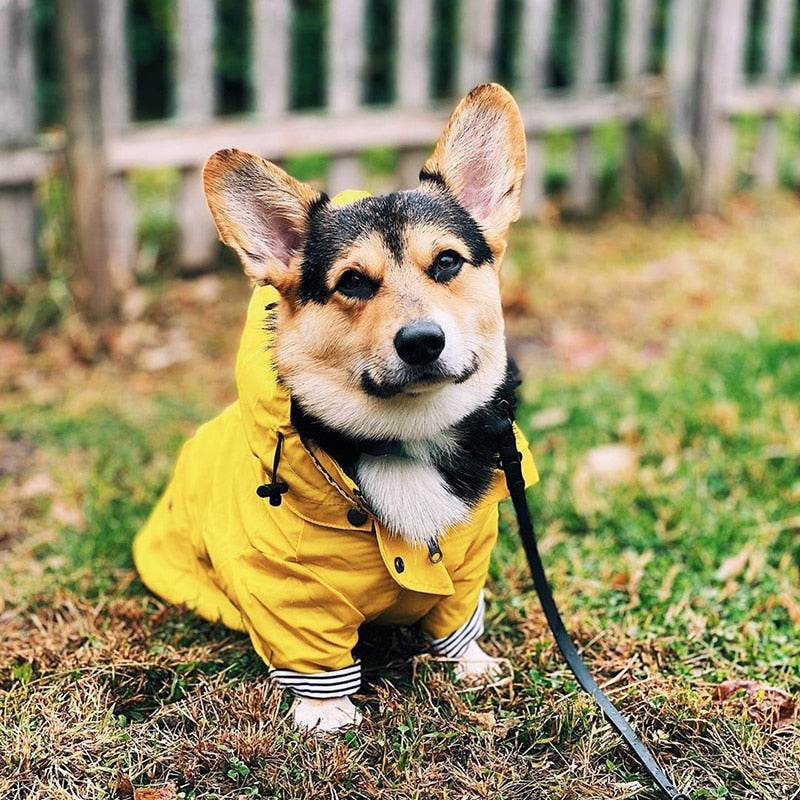 Outdoor Raincoat For Dogs