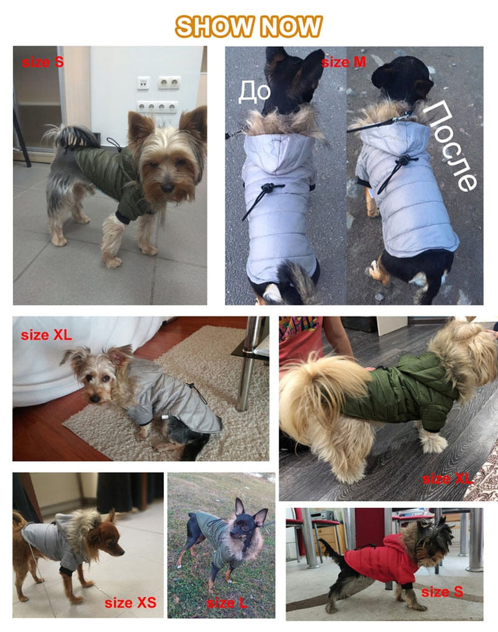 Warm Outfits For Dogs