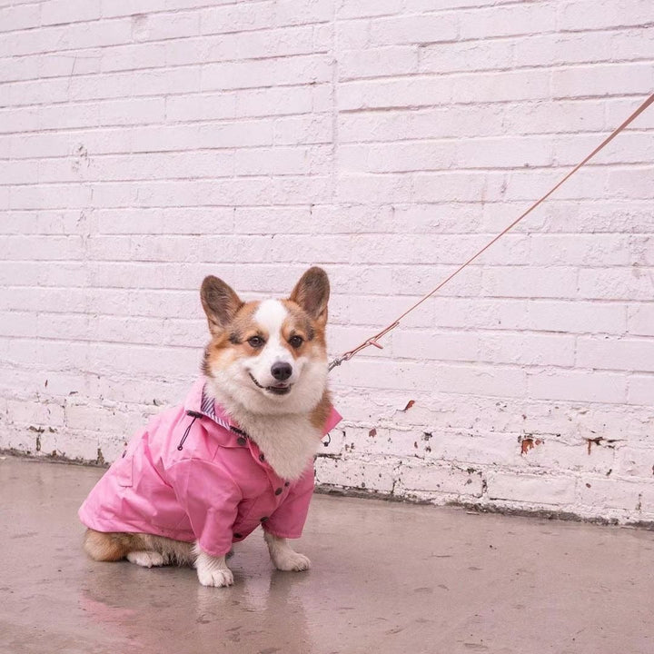 Outdoor Raincoat For Dogs